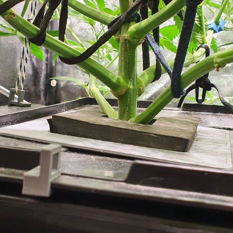 Auto Purple Candy growlog timeline photo