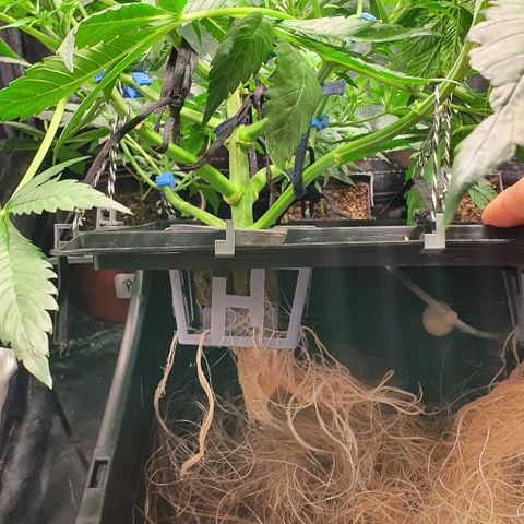 Auto Purple Candy growlog timeline photo