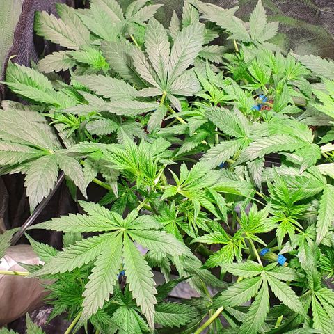 Auto Purple Candy growlog timeline photo