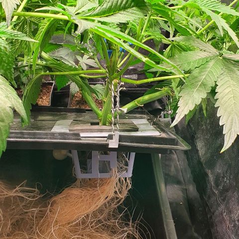 Auto Pineapple Candy growlog timeline photo