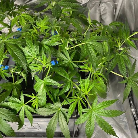 Auto Pineapple Candy growlog timeline photo