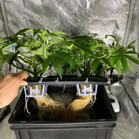 Auto Pineapple Candy growlog timeline photo