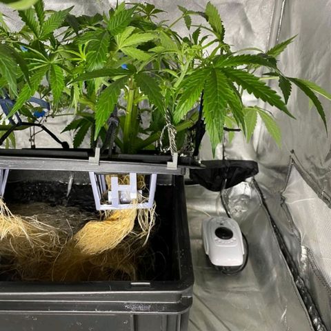 Auto Pineapple Candy growlog timeline photo