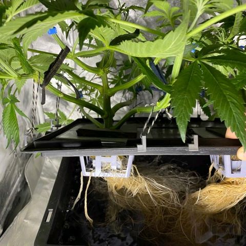 Auto Purple Candy growlog timeline photo