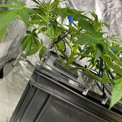 Auto Purple Candy growlog timeline photo