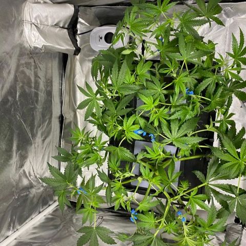 Auto Purple Candy growlog timeline photo
