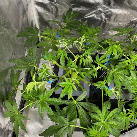 Auto Purple Candy growlog timeline photo