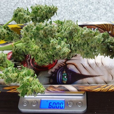 Pineapple growlog photo: - Total HUMEDO: 415g