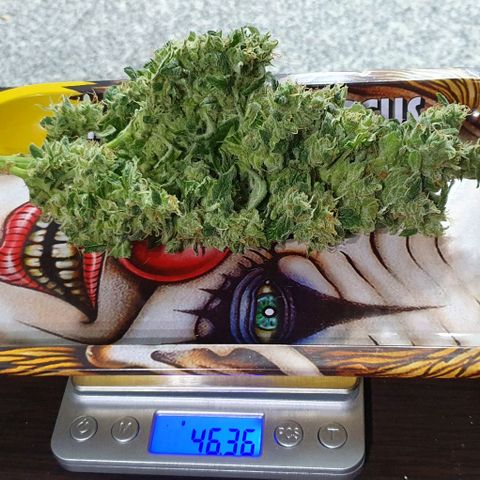 Pineapple growlog photo: - Total HUMEDO: 415g