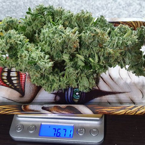 Pineapple growlog photo: - Total HUMEDO: 415g