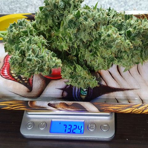 Pineapple growlog photo: - Total HUMEDO: 415g