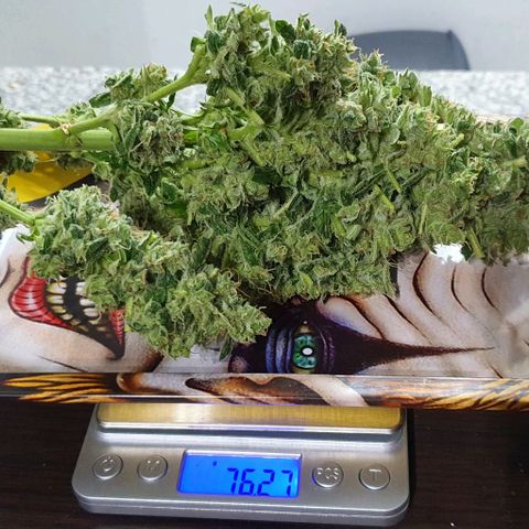 Pineapple growlog photo: - Total HUMEDO: 415g