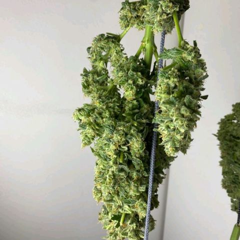 Pineapple growlog timeline photo