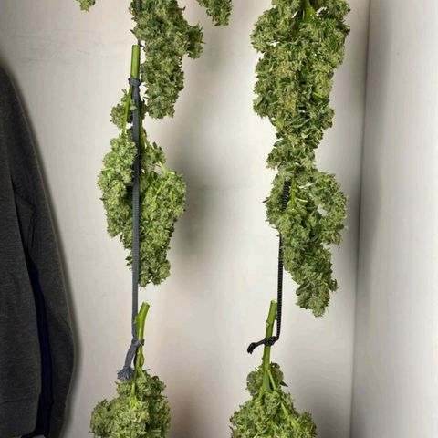 Pineapple growlog timeline photo