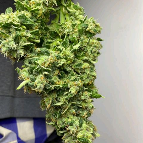 Pineapple growlog timeline photo
