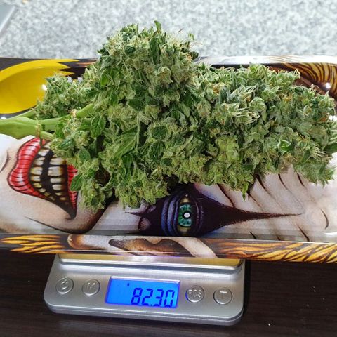 Pineapple growlog photo: - Total HUMEDO: 415g