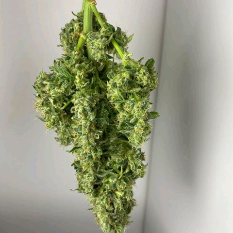 Pineapple growlog timeline photo