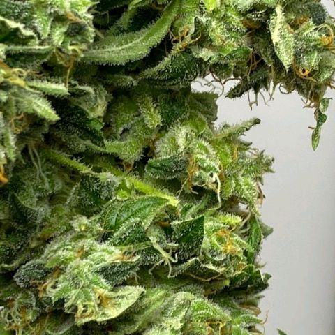 Pineapple growlog timeline photo
