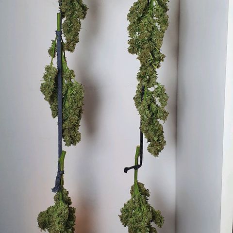 Pineapple growlog timeline photo
