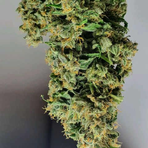 Pineapple growlog timeline photo