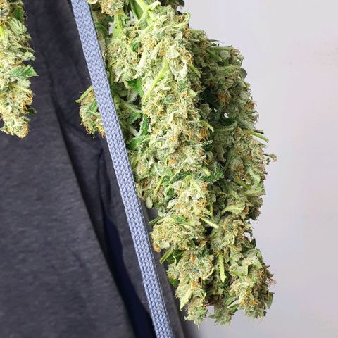 Pineapple growlog timeline photo