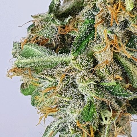 Pineapple growlog timeline photo