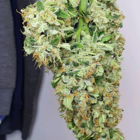 Pineapple growlog timeline photo