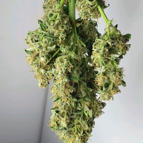 Pineapple growlog timeline photo