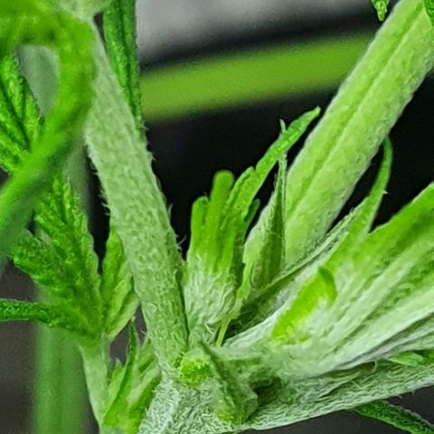 Auto Pineapple Candy growlog timeline photo