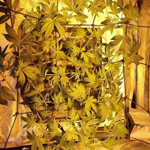 Auto Pineapple Candy growlog timeline photo