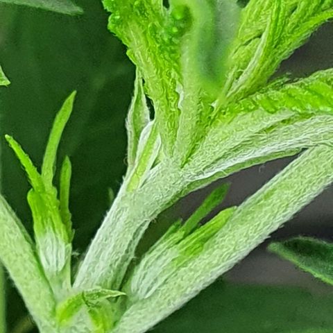 Auto Pineapple Candy growlog timeline photo