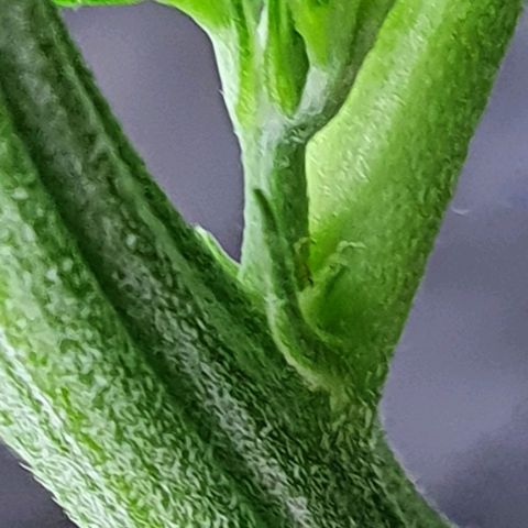 Auto Purple Candy growlog timeline photo