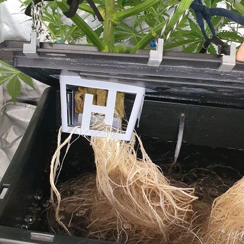 Auto Purple Candy growlog timeline photo