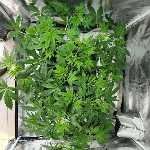 Auto Purple Candy growlog timeline photo