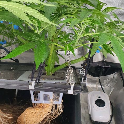 Auto Pineapple Candy growlog timeline photo