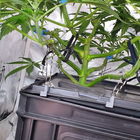 Auto Purple Candy growlog timeline photo