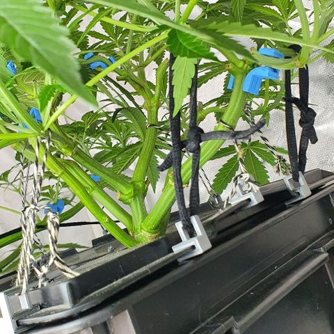 Auto Pineapple Candy growlog timeline photo