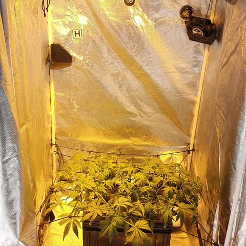 Auto Purple Candy growlog timeline photo