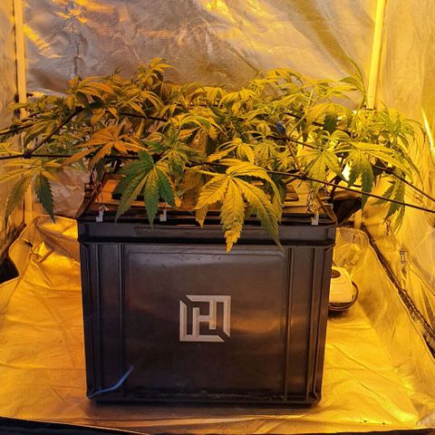 Auto Purple Candy growlog timeline photo
