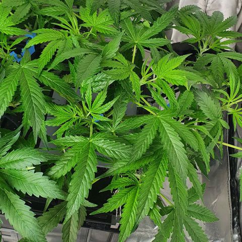 Auto Pineapple Candy growlog timeline photo