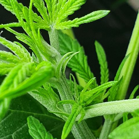 Auto Pineapple Candy growlog timeline photo