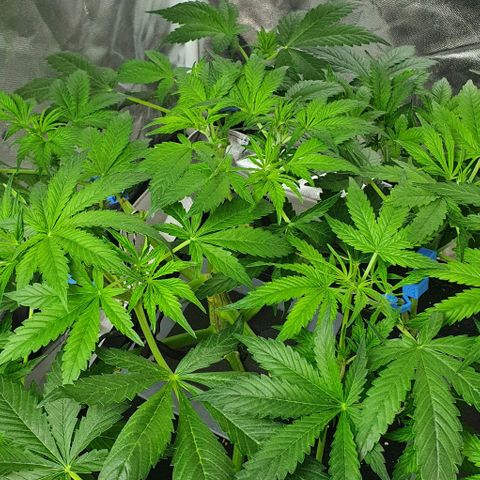 Auto Purple Candy growlog timeline photo