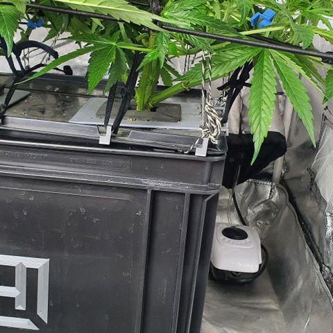 Auto Pineapple Candy growlog timeline photo