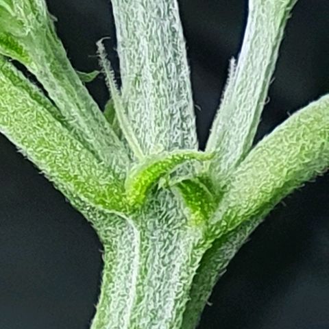 Auto Pineapple Candy growlog timeline photo