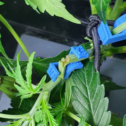 Auto Pineapple Candy growlog timeline photo