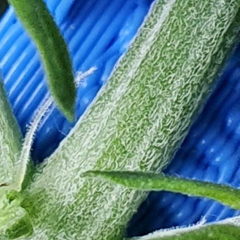 Auto Pineapple Candy growlog timeline photo