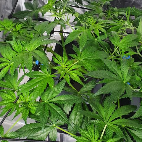 Auto Purple Candy growlog timeline photo