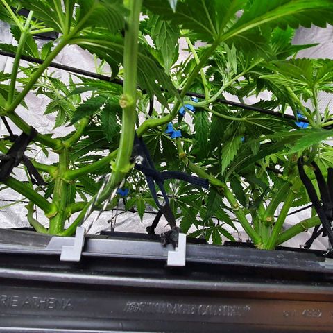 Auto Purple Candy growlog timeline photo