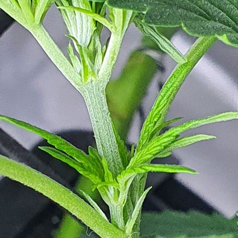 Auto Purple Candy growlog timeline photo