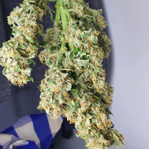Pineapple growlog timeline photo